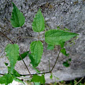 クレマチス・ビタルバ Clematis vitalba の葉 クレマチス・ビタルバ Clematis vitalba の葉